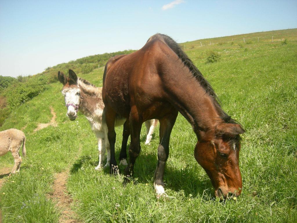 Gites "Le Bret" Saint-Sylvestre  Esterno foto